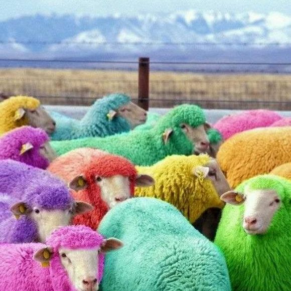 Meet your Posher, Josh - Picture 1 of 1